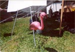 A plastic Pink Flamingo